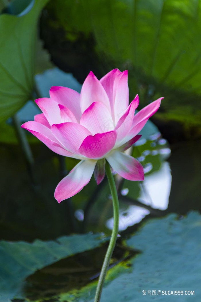 鲜艳的荷花图片