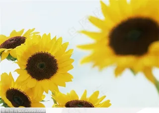 向日葵
