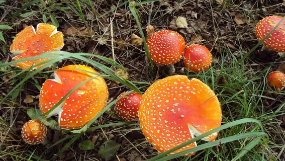 森林野生红蘑菇图片 森林野生红蘑菇图片