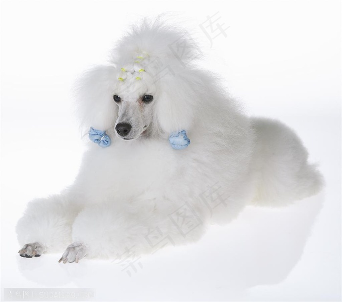趴着休息的贵宾犬