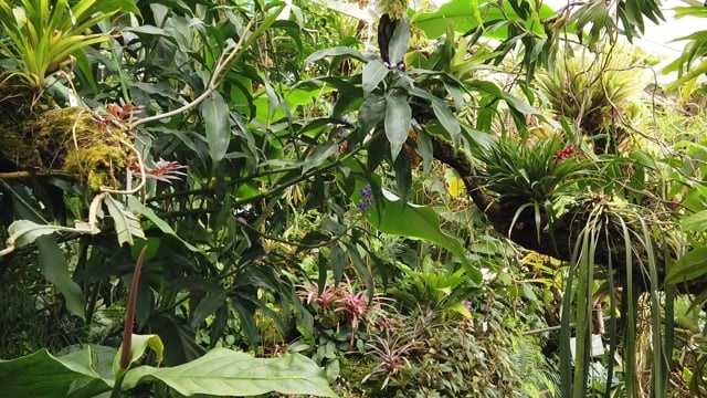 雨林, 丛林, 热带, 森林, 雨, 湿的, 自然, 葡萄藤