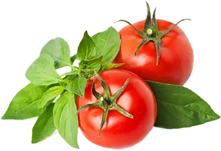 西红柿蔬菜素材