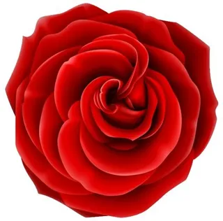 玫瑰 PNG免抠