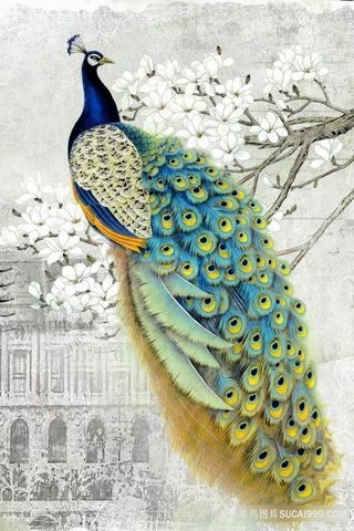 孔雀兰花中式插画