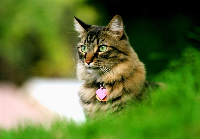 宠物猫萌宠jpg素材
