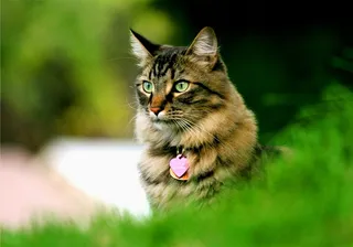 宠物猫萌宠jpg素材