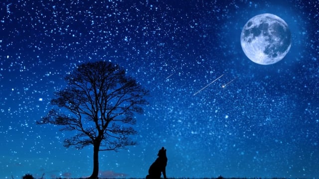 星星, 夜晚, 月亮, 天空, 伍尔夫, 树, 轮廓, 神秘