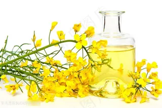 油菜花油植物油菜籽油