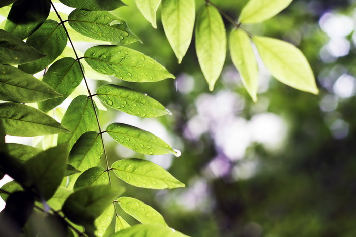 雨后嫩绿树叶图片