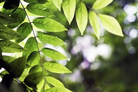 雨后嫩绿树叶图片 雨后嫩绿树叶图片
