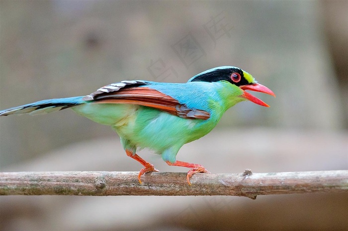 鸟类大全蓝绿鹊素材图片