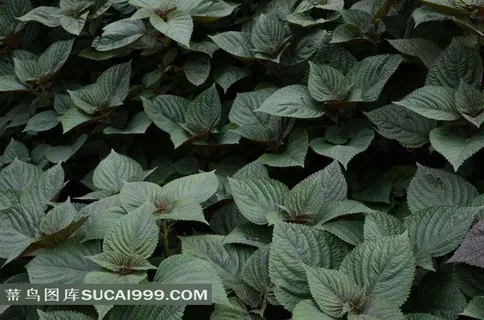 一片绿油油的绿叶