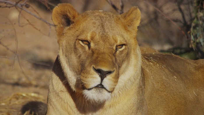 在野外的雌狮肖像