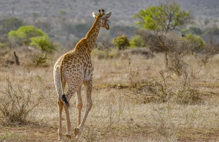 长颈鹿散步图片