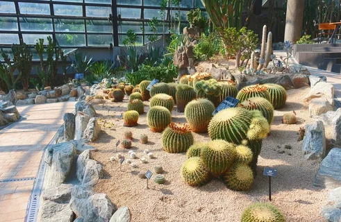 植物园仙人掌图片 植物园仙人掌图片