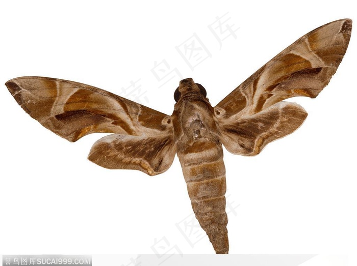 昆虫世界-展翅的蛾子