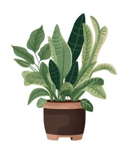 植物盆栽元素插画 植物盆栽元素插画