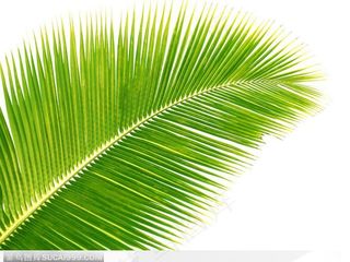 针形叶树叶特写图片