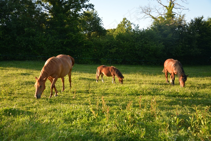 马儿吃草摄影图片