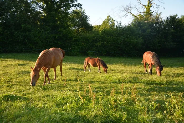 马儿吃草摄影图片