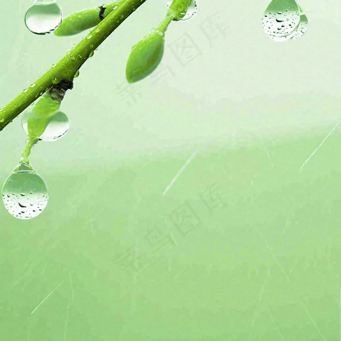 清新绿色春天绿芽叶子雨水露珠，春分谷雨摄影图(1024x1024)