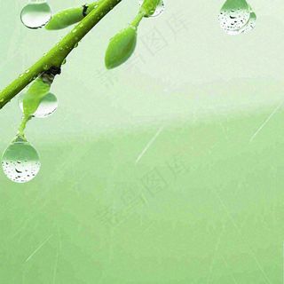 清新绿色春天绿芽叶子雨水露珠，春分谷雨摄影图