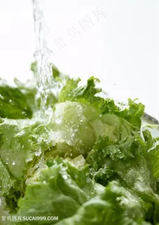 新鲜生菜蔬菜高清素材 新鲜生菜蔬菜高清素材