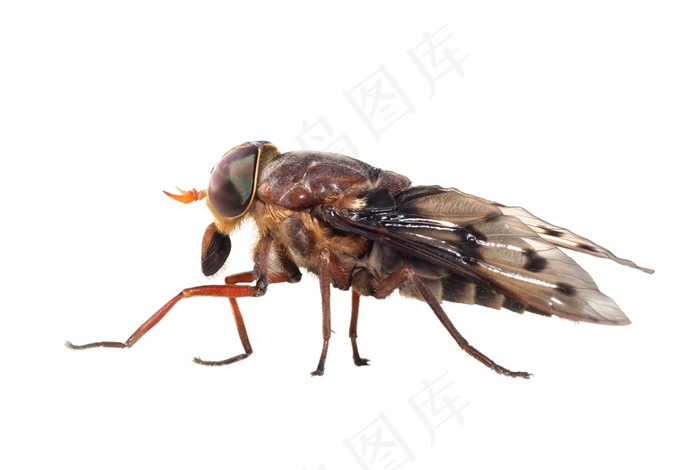 苍蝇昆虫种类特写图片