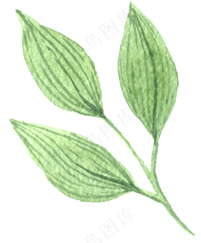 水彩插画-植物1