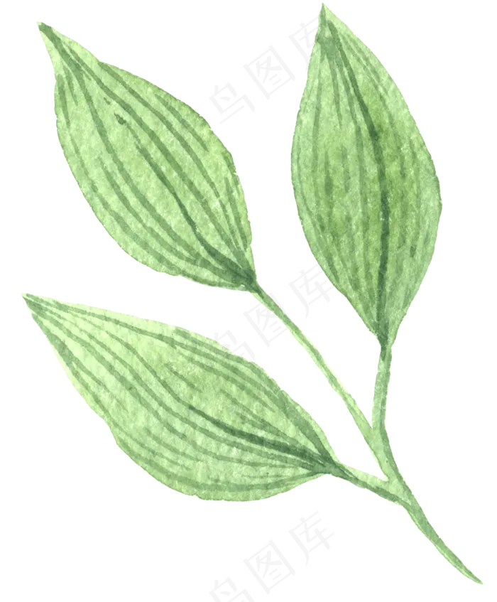 水彩插画-植物1