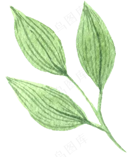 水彩插画-植物1