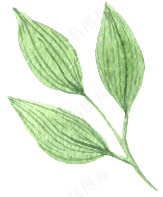 水彩插画-植物1