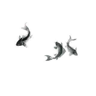 小鱼古典元素传统