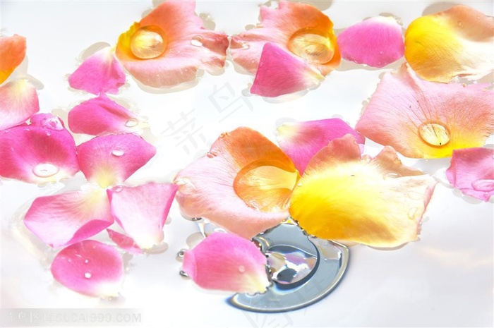 自然风景-在水面上漂浮着的花瓣