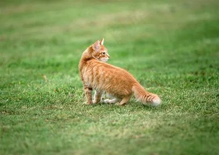 猫家禽家畜摄影图片 猫家禽家畜摄影图片
