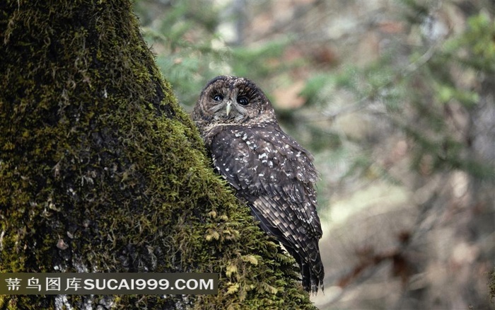 树干上的猫头鹰素材