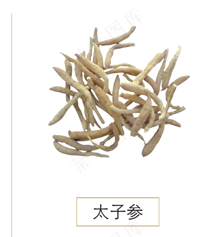 手绘草本中药药材太子参