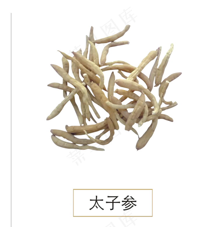手绘草本中药药材太子参