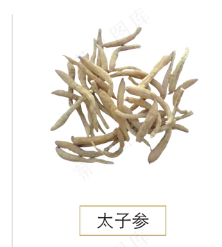 手绘草本中药药材太子参