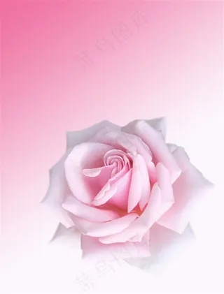 渐变色背景上的玫瑰花摄影高清图片