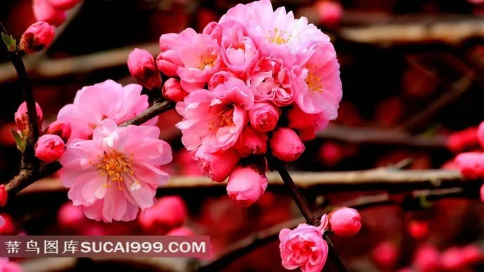 鲜艳的樱花花朵图片