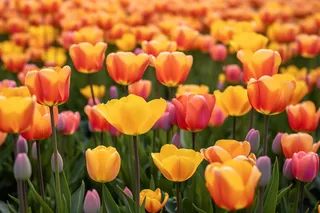 公园的郁金香摄影图