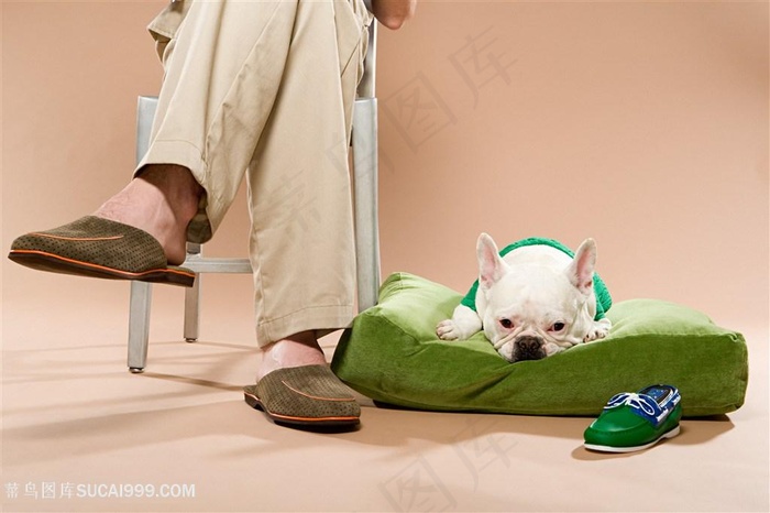 高清趴在男人脚边的斗牛犬狗狗图片