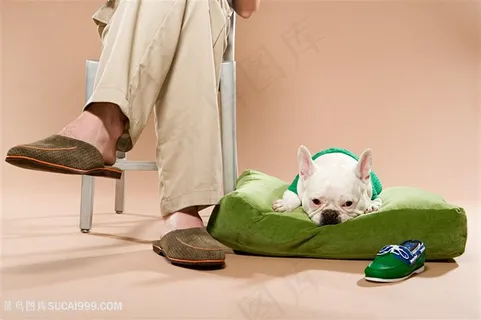 高清趴在男人脚边的斗牛犬狗狗图片