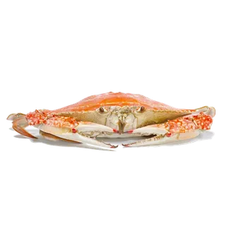 螃蟹(47)海鲜超市商品红酒白底图免抠实物摄影png格式图片透明底