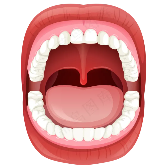牙齿 模型 图片
