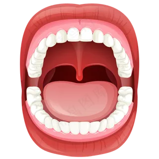 牙齿 模型 图片