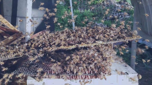 蜜蜂, 蜜糖, 夏威夷