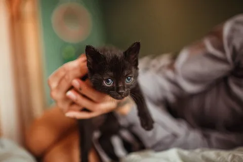 双手抱着黑色小猫图片 双手抱着黑色小猫图片