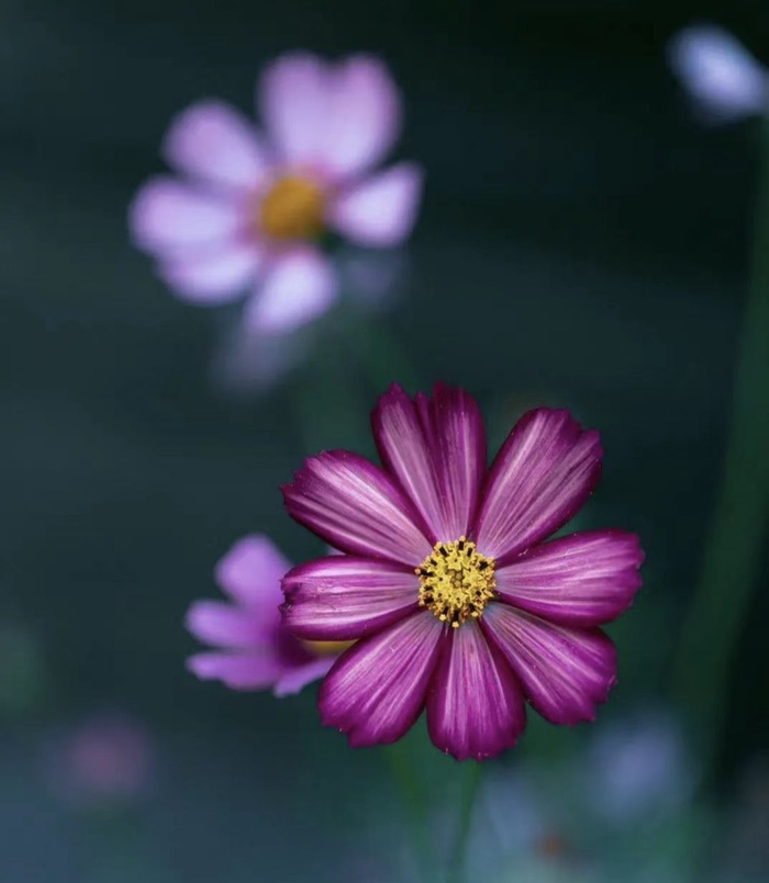 花朵背景图